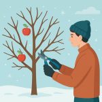Comment tailler un pommier en hiver correctement